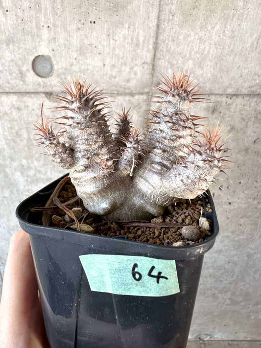 【現品限り】パキポディウム・グラキリス【A64】 Pachypodium gracilius