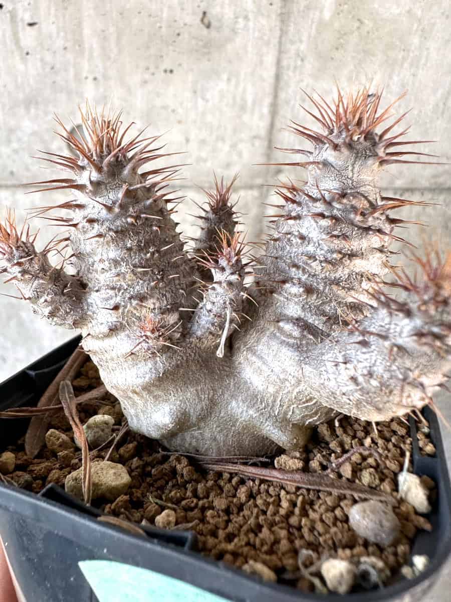【現品限り】パキポディウム・グラキリス【A64】 Pachypodium gracilius