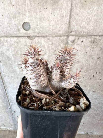 【現品限り】パキポディウム・グラキリス【A64】 Pachypodium gracilius