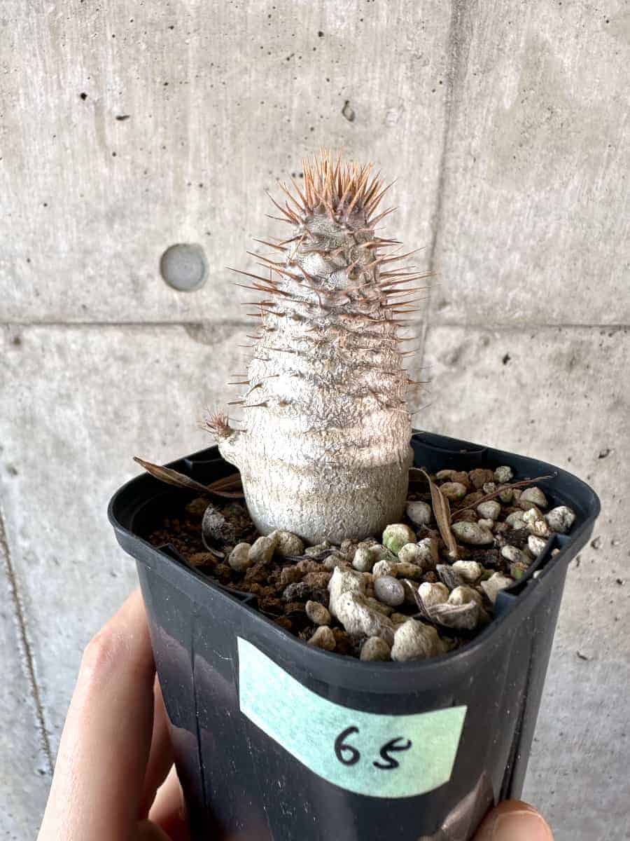 【現品限り】パキポディウム・グラキリス【A65】 Pachypodium gracilius