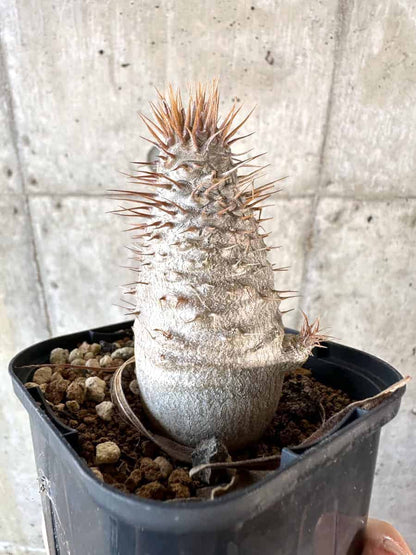 【現品限り】パキポディウム・グラキリス【A65】 Pachypodium gracilius