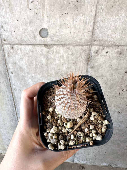 【現品限り】パキポディウム・グラキリス【A65】 Pachypodium gracilius