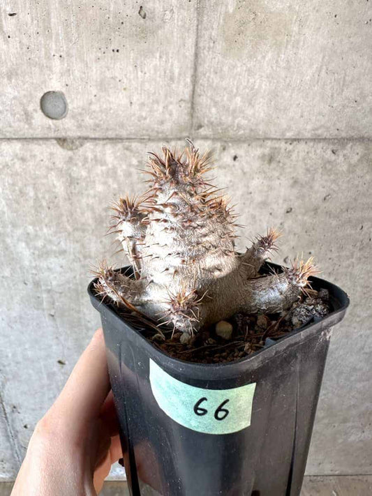 【現品限り】パキポディウム・グラキリス【A66】 Pachypodium gracilius