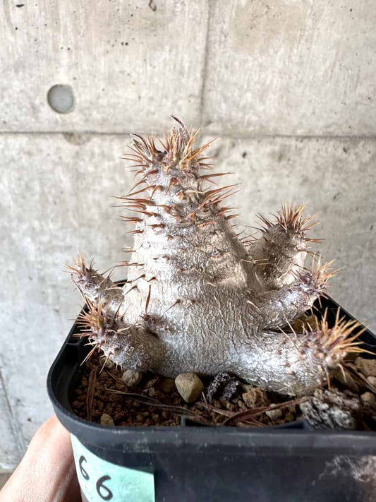 【現品限り】パキポディウム・グラキリス【A66】 Pachypodium gracilius