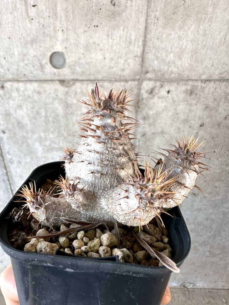 パキポディウムグラキリス66 現品限り】パキポディウム・グラキリス【A66】 Pachypodium gracilius