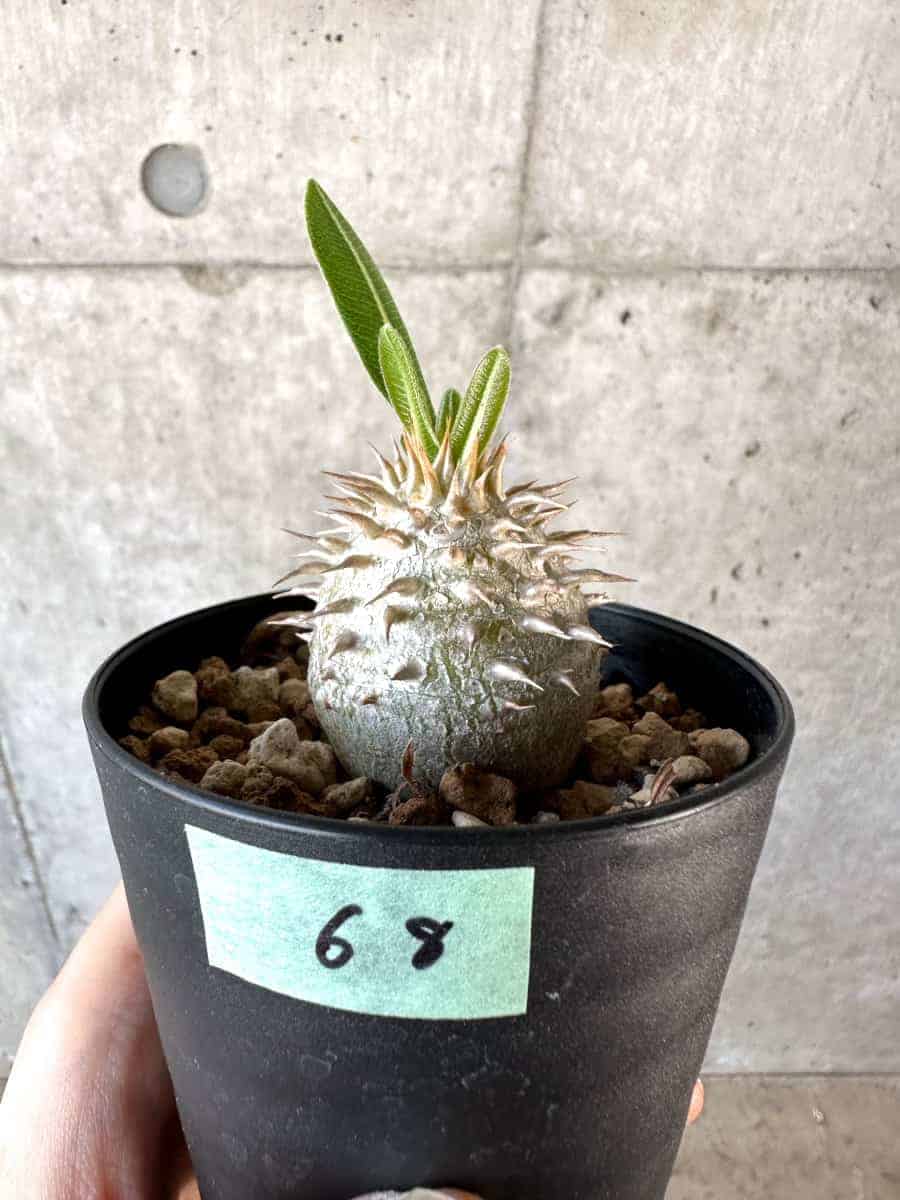 【現品限り】パキポディウム・デンシフローラム【A68】 Pachypodium densiflorum