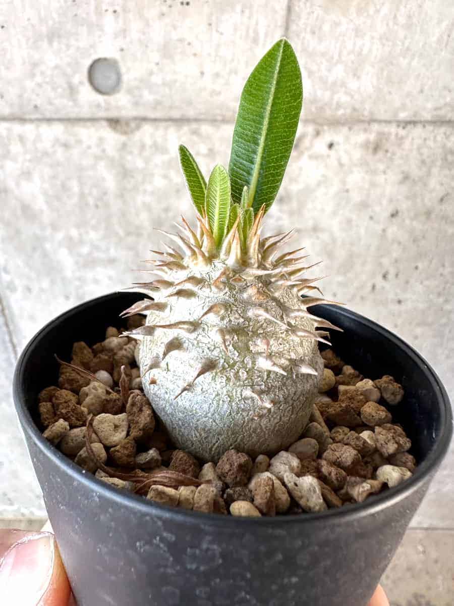 【現品限り】パキポディウム・デンシフローラム【A68】 Pachypodium densiflorum