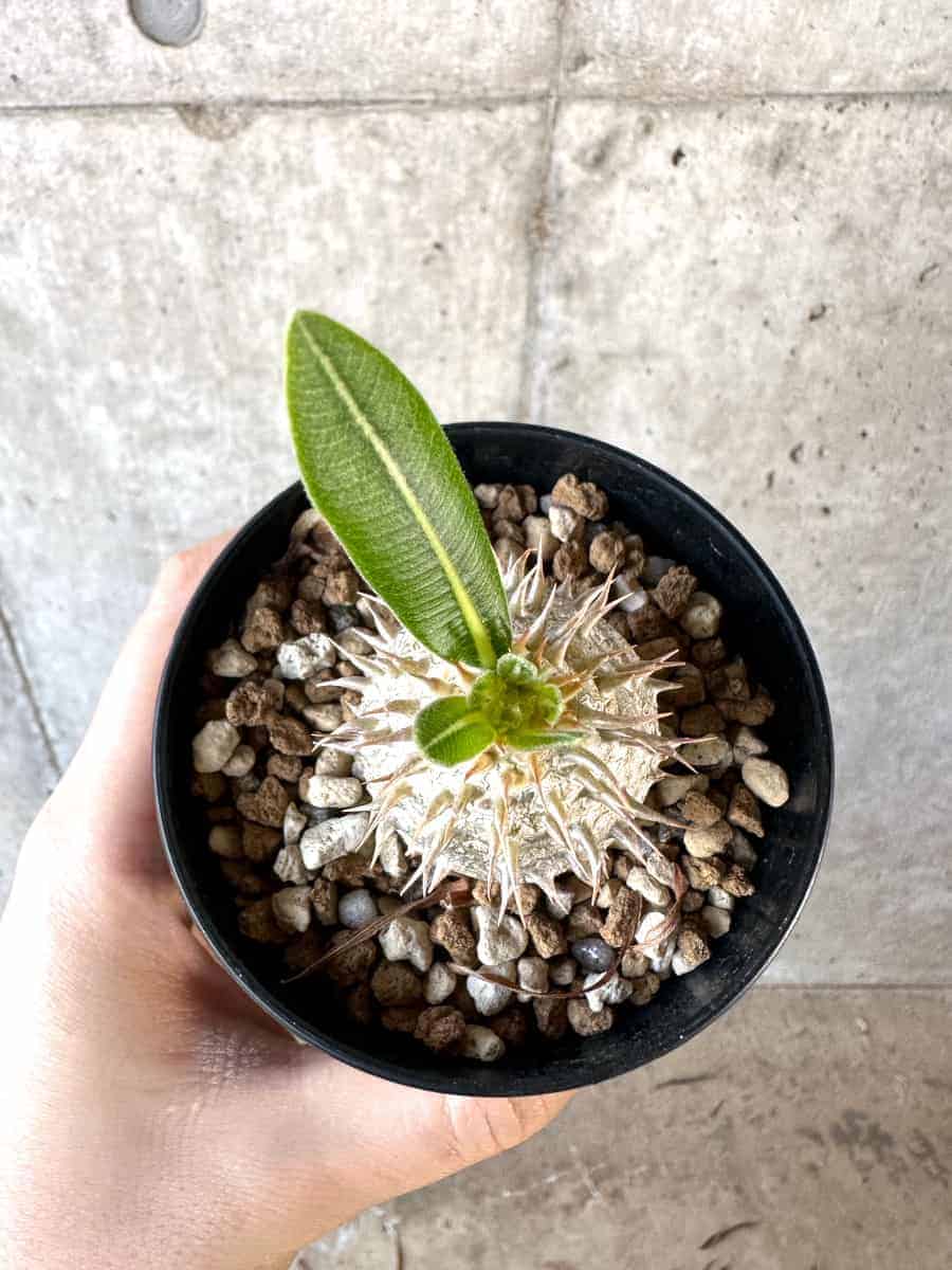 【現品限り】パキポディウム・デンシフローラム【A68】 Pachypodium densiflorum