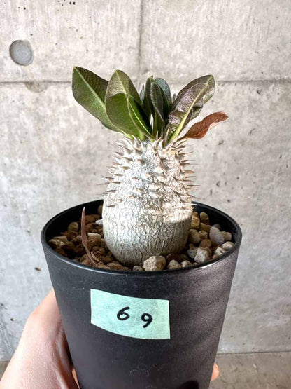 【現品限り】パキポディウム・デンシフローラム【A69】 Pachypodium densiflorum