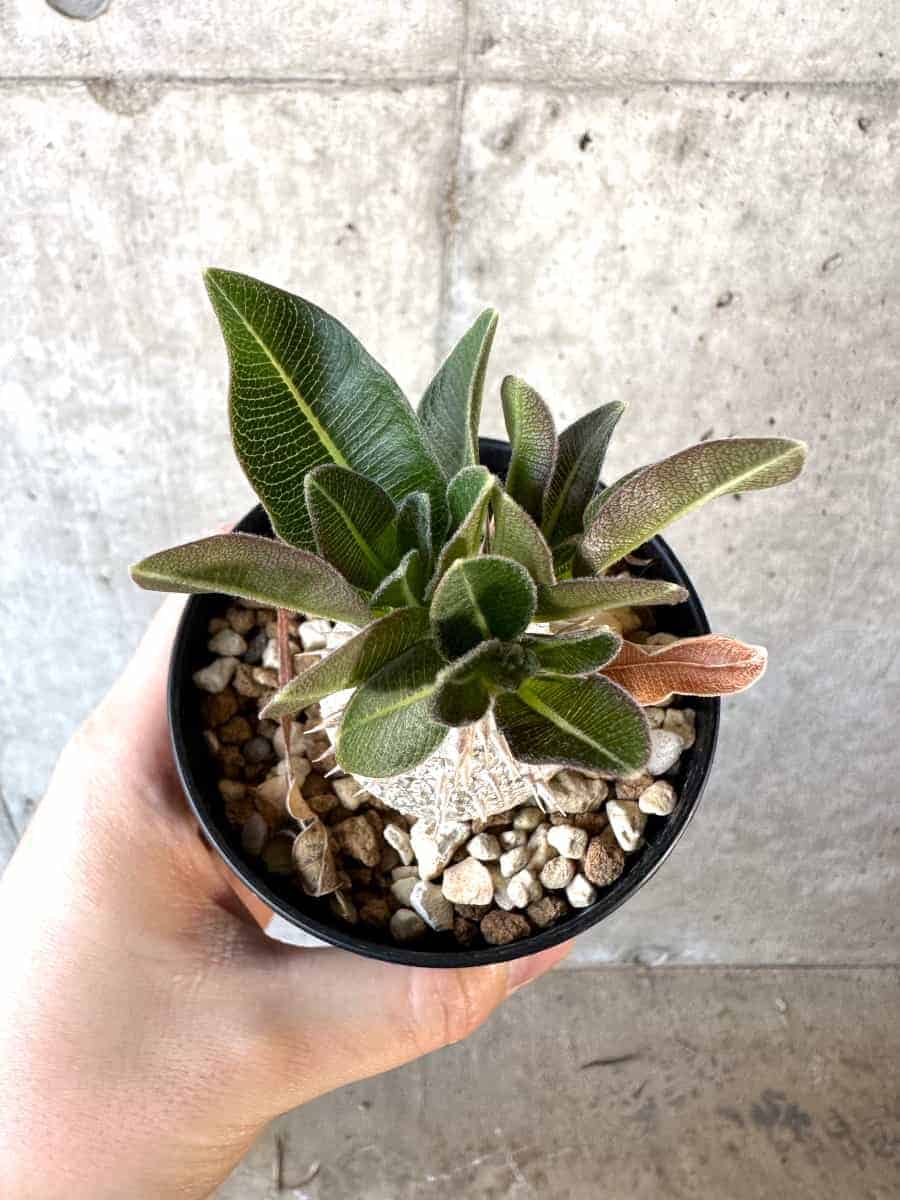 【現品限り】パキポディウム・デンシフローラム【A69】 Pachypodium densiflorum