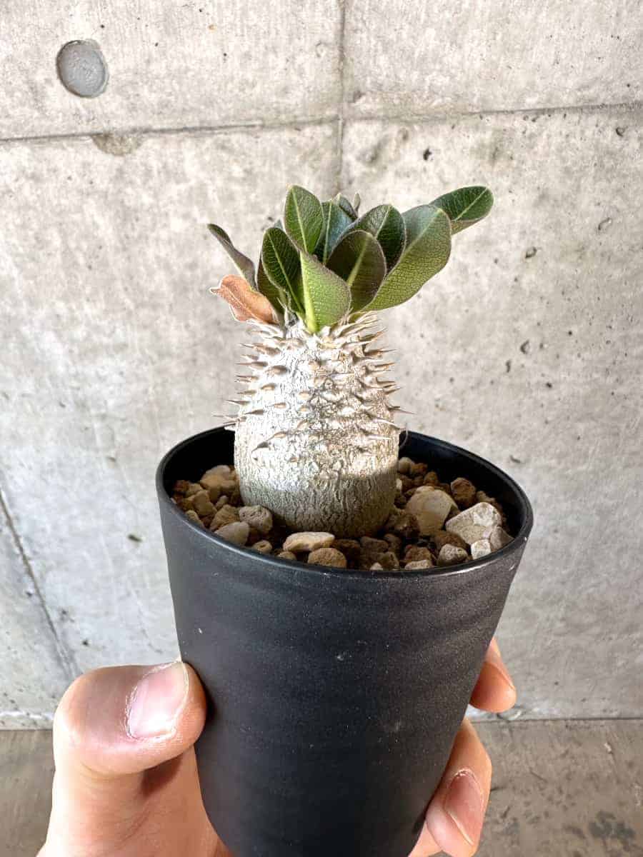現品限り】パキポディウム・デンシフローラム【A69】 Pachypodium
