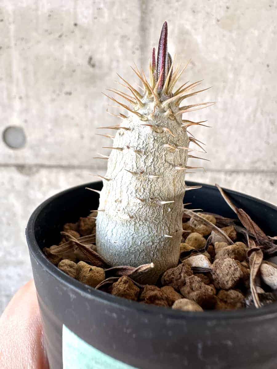 【現品限り】パキポディウム・グラキリス【A6】 Pachypodium gracilius