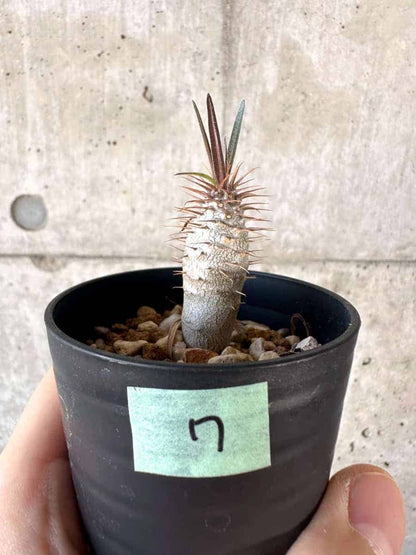 【現品限り】パキポディウム・グラキリス【A7】 Pachypodium gracilius