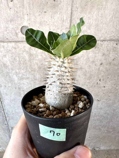 【現品限り】パキポディウム・デンシフローラム【A70】 Pachypodium densiflorum