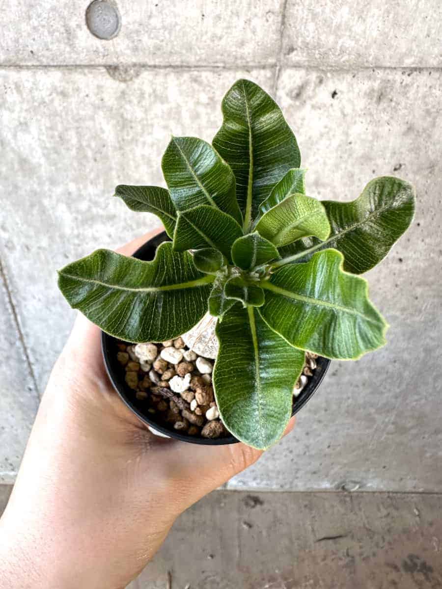 【現品限り】パキポディウム・デンシフローラム【A70】 Pachypodium densiflorum