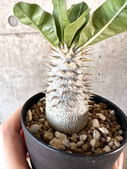 【現品限り】パキポディウム・デンシフローラム【A70】 Pachypodium densiflorum