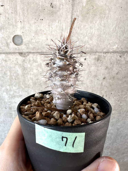 【現品限り】パキポディウム・ゲアイー【A71】 Pachypodium geayi