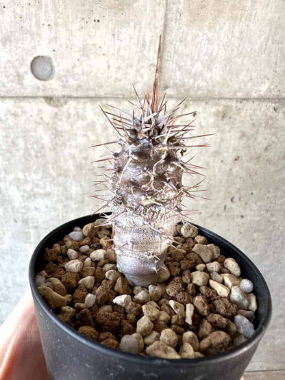 【現品限り】パキポディウム・ゲアイー【A71】 Pachypodium geayi