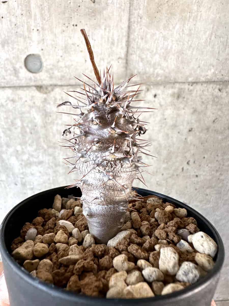 【現品限り】パキポディウム・ゲアイー【A71】 Pachypodium geayi