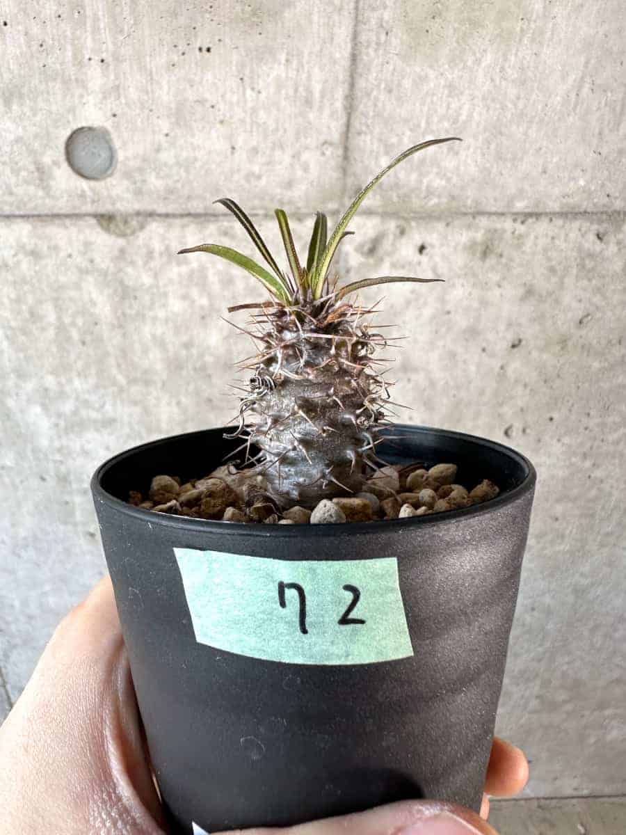 【現品限り】パキポディウム・ゲアイー【A72】 Pachypodium geayi