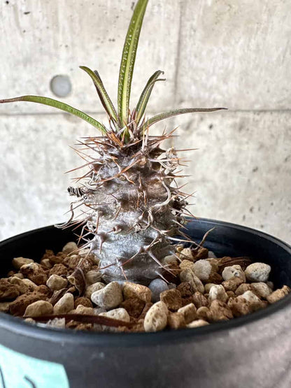 【現品限り】パキポディウム・ゲアイー【A72】 Pachypodium geayi
