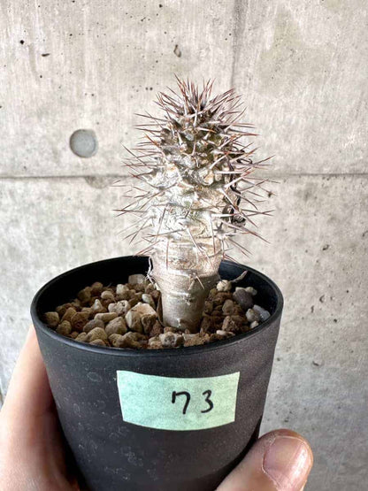 【現品限り】パキポディウム・ゲアイー【A73】 Pachypodium geayi