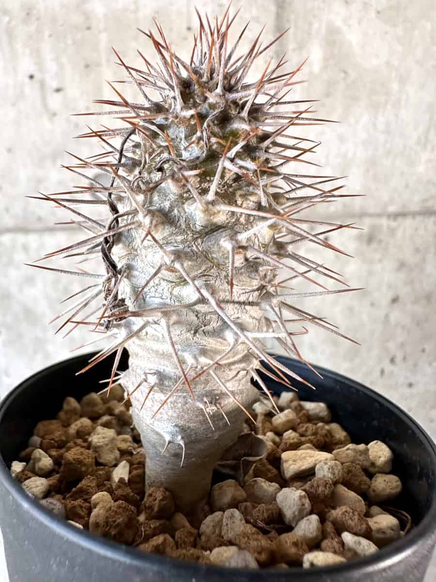 【現品限り】パキポディウム・ゲアイー【A73】 Pachypodium geayi