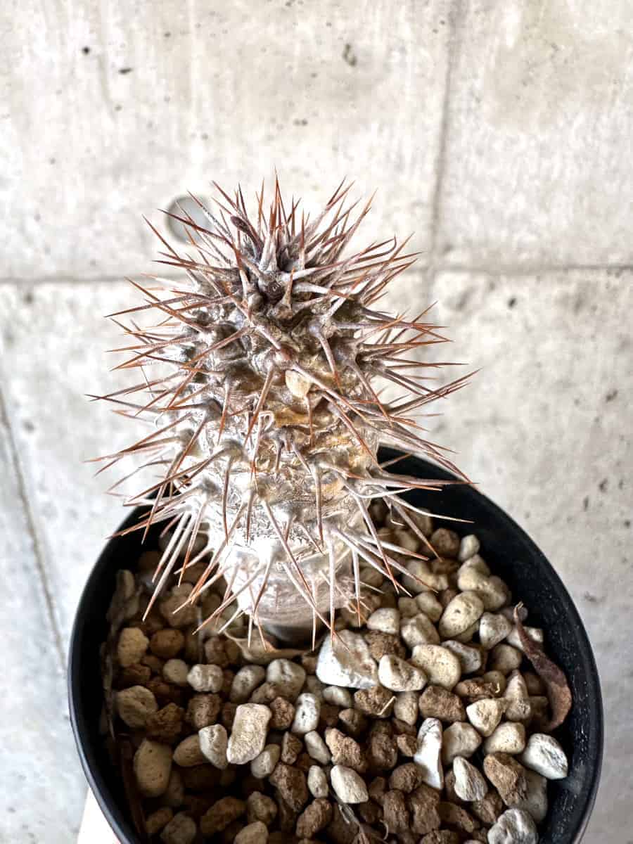 【現品限り】パキポディウム・ゲアイー【A73】 Pachypodium geayi