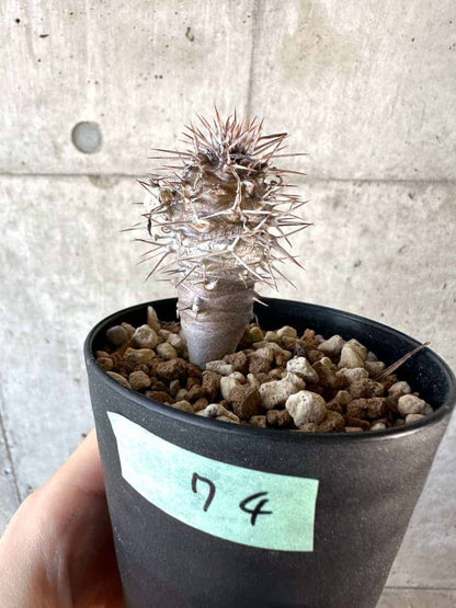 【現品限り】パキポディウム・ゲアイー【A74】 Pachypodium geayi