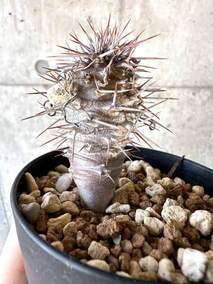 【現品限り】パキポディウム・ゲアイー【A74】 Pachypodium geayi