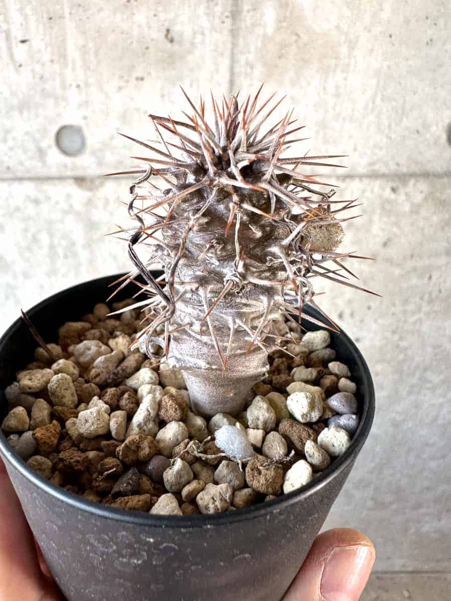 【現品限り】パキポディウム・ゲアイー【A74】 Pachypodium geayi