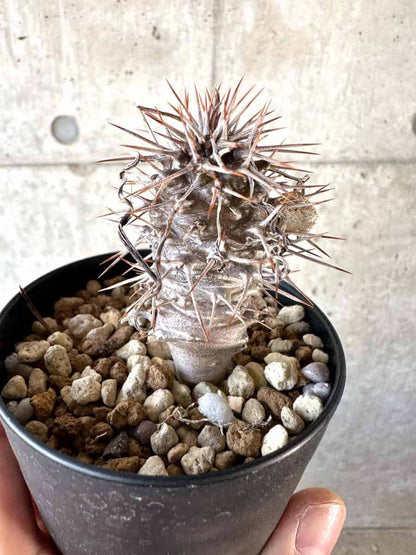 【現品限り】パキポディウム・ゲアイー【A74】 Pachypodium geayi