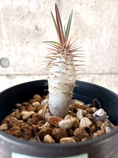 【現品限り】パキポディウム・グラキリス【A7】 Pachypodium gracilius