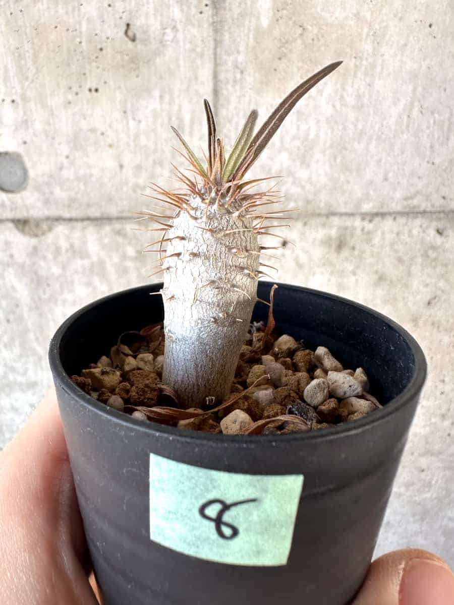 【現品限り】パキポディウム・グラキリス【A8】 Pachypodium gracilius