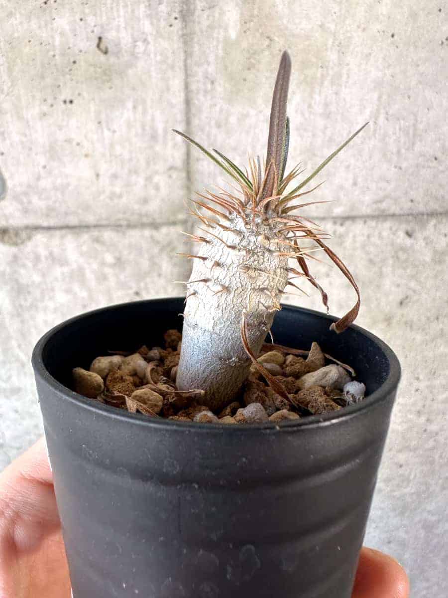 【現品限り】パキポディウム・グラキリス【A8】 Pachypodium gracilius