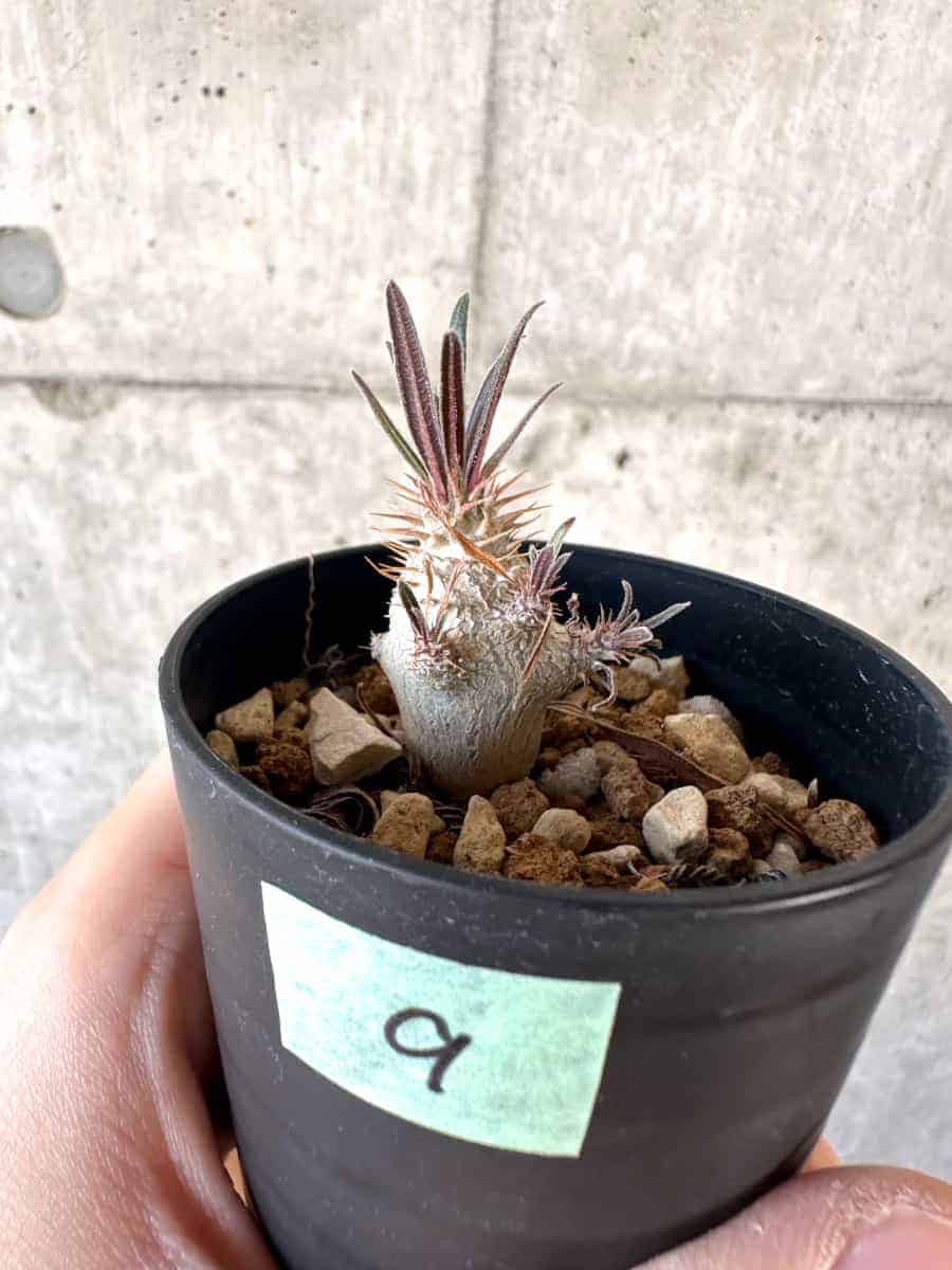 【現品限り】パキポディウム・グラキリス【A9】 Pachypodium gracilius