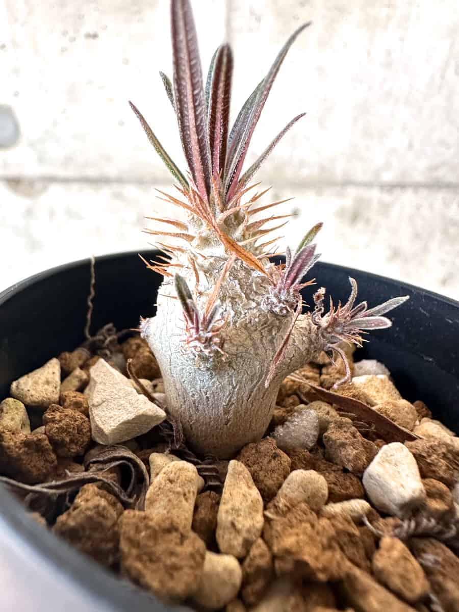 【現品限り】パキポディウム・グラキリス【A9】 Pachypodium gracilius