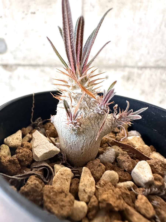 【現品限り】パキポディウム・グラキリス【A9】 Pachypodium gracilius