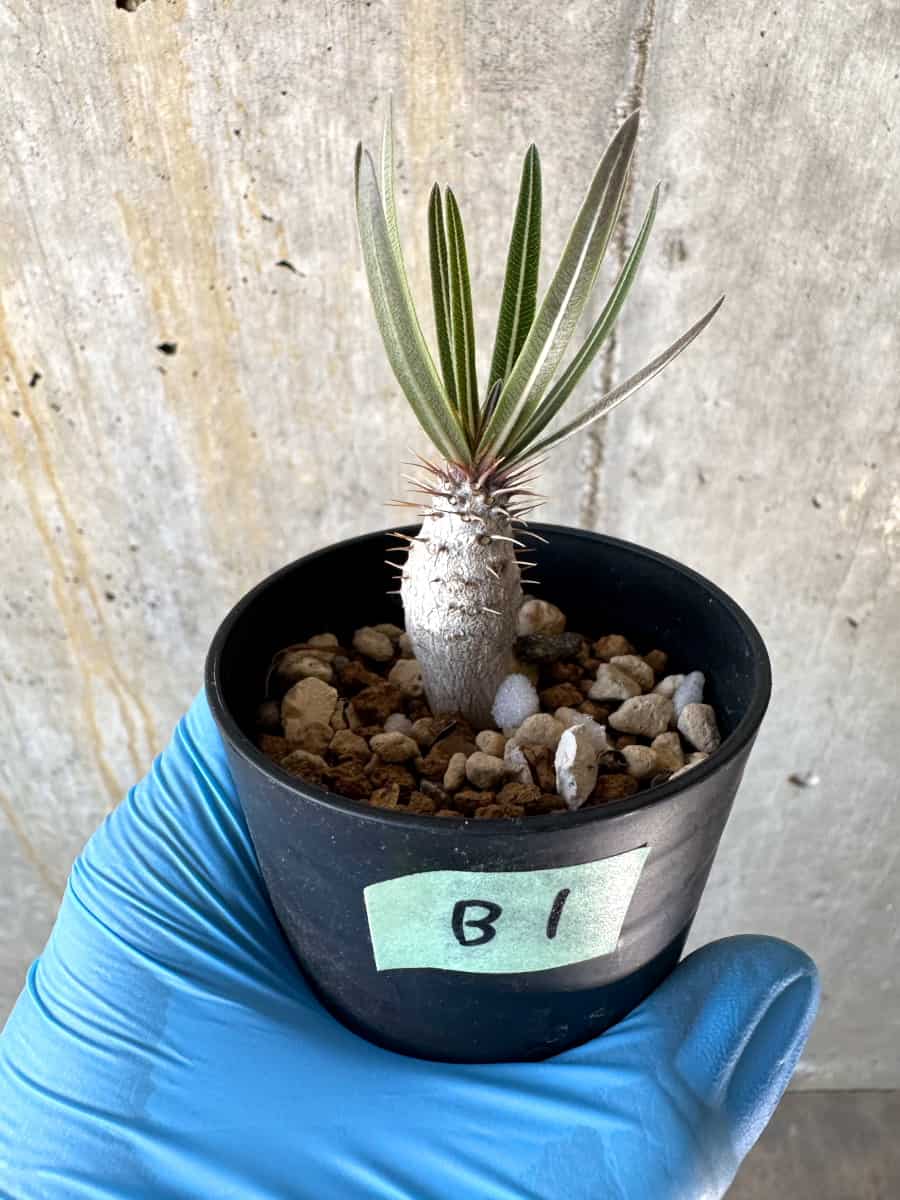 【現品限り】パキポディウム・グラキリス【B1】 Pachypodium gracilius