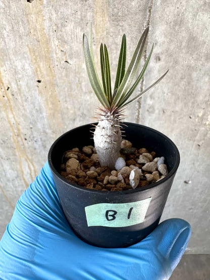 【現品限り】パキポディウム・グラキリス【B1】 Pachypodium gracilius