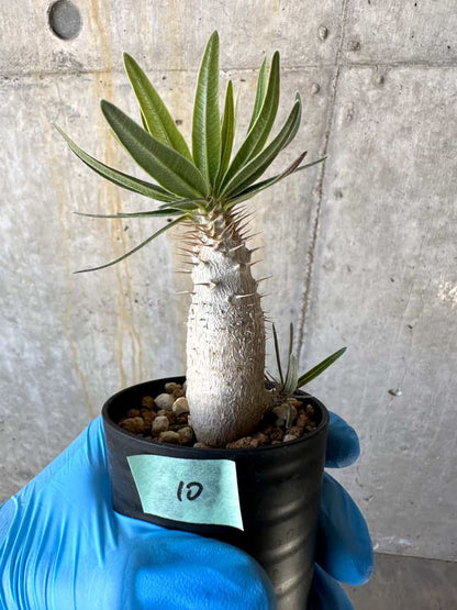 【現品限り】パキポディウム・グラキリス【B10】 Pachypodium gracilius