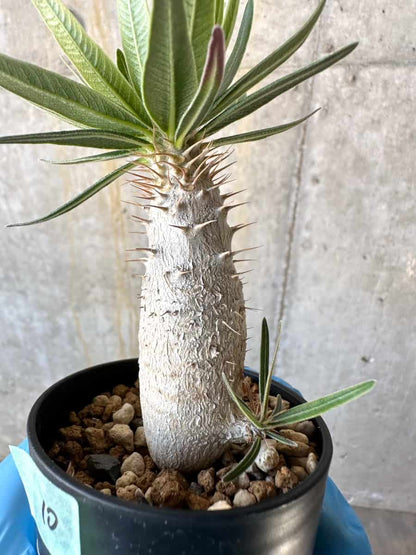 【現品限り】パキポディウム・グラキリス【B10】 Pachypodium gracilius