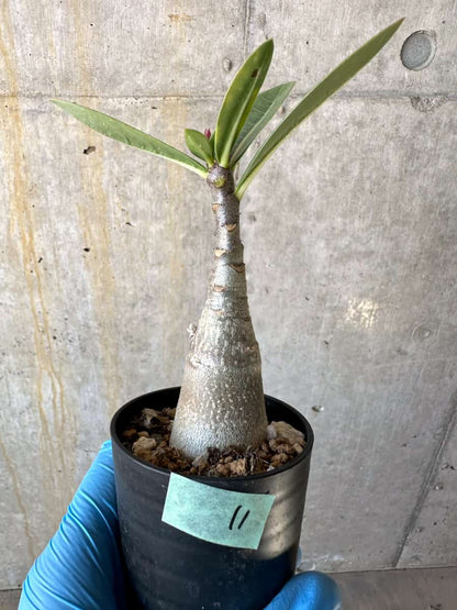 【現品限り】アデニウム・タイニー・ディン・ドン【B11】 Adenium arabicum TDD