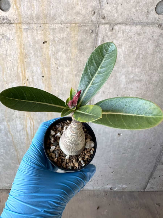 【現品限り】アデニウム・タイニー・ディン・ドン【B11】 Adenium arabicum TDD