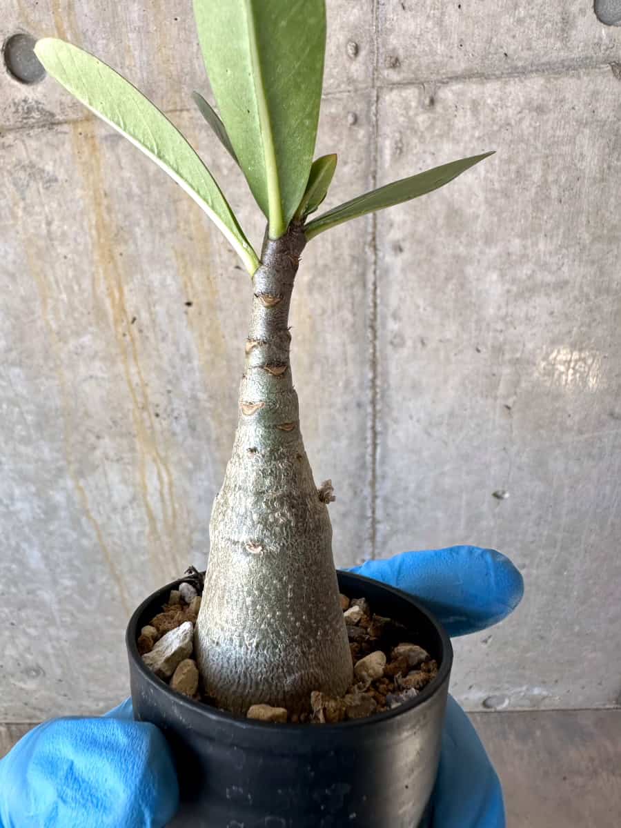 【現品限り】アデニウム・タイニー・ディン・ドン【B11】 Adenium arabicum TDD