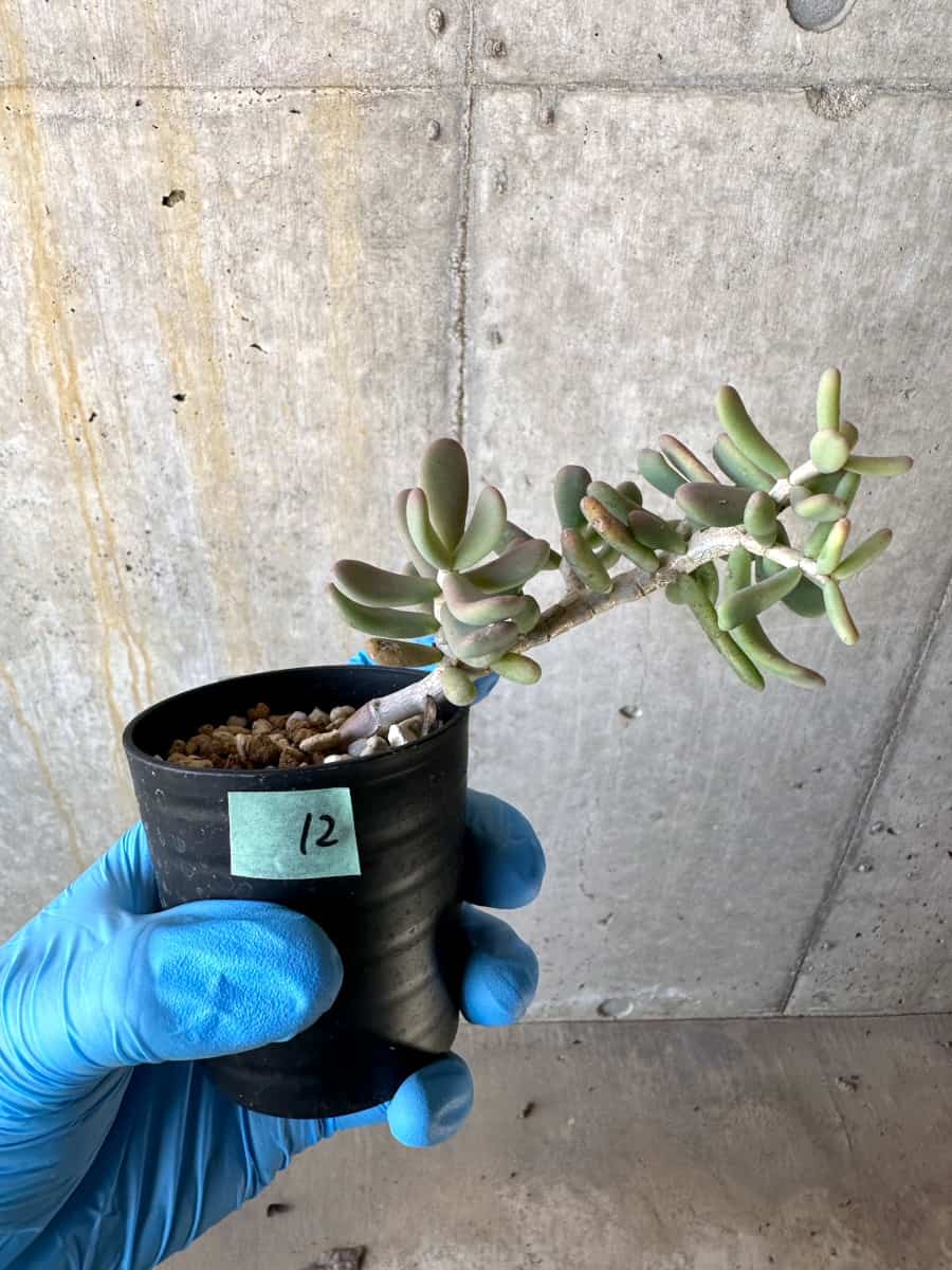 【現品限り】ケラリア・ピグマエア【B12】 Ceraria pygmaea