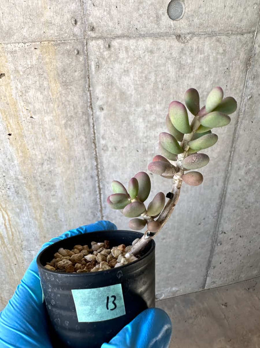 【現品限り】ケラリア・ピグマエア【B13】 Ceraria pygmaea