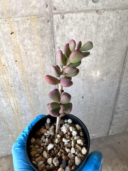 【現品限り】ケラリア・ピグマエア【B13】 Ceraria pygmaea