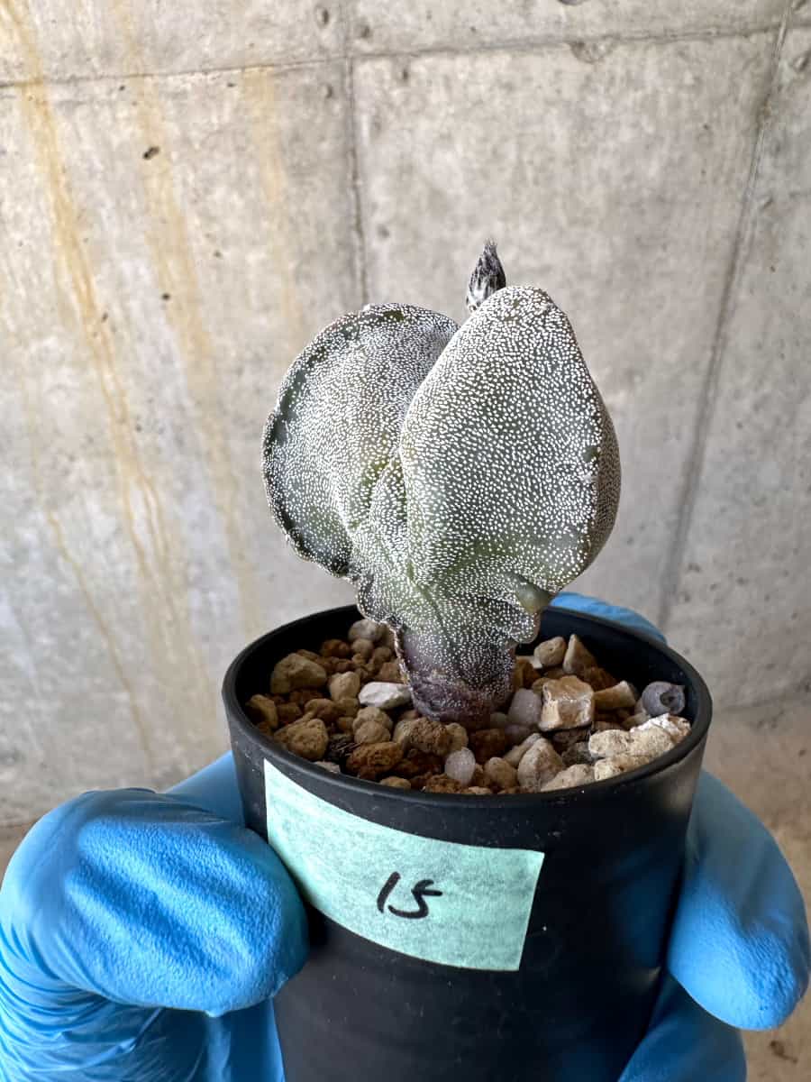 【現品限り】国内にて三角ランポー錦で種子購入/サボテン/斑なし【B15】