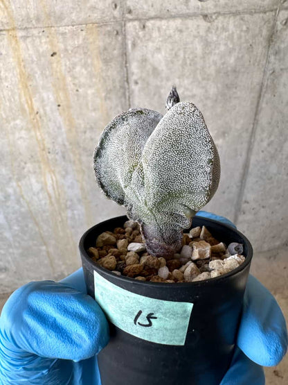 【現品限り】国内にて三角ランポー錦で種子購入/サボテン/斑なし【B15】